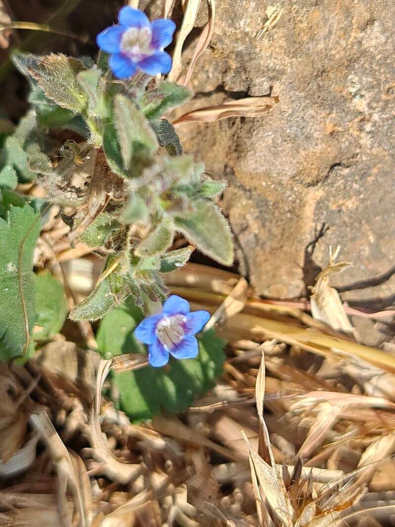 Strobilanthes pavala flower