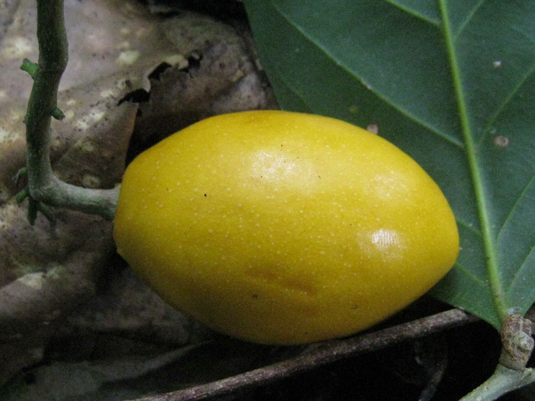 Couepia joaquinae fruit