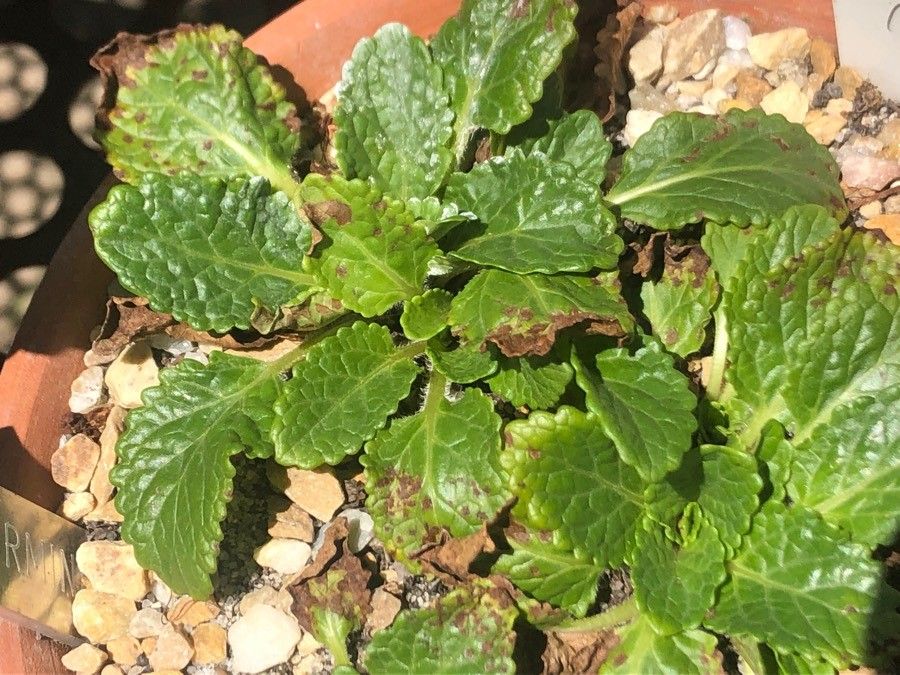 Horminum pyrenaicum leaf