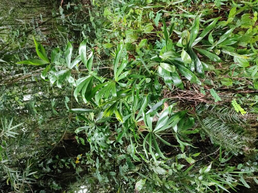 Dypsis fasciculata habit