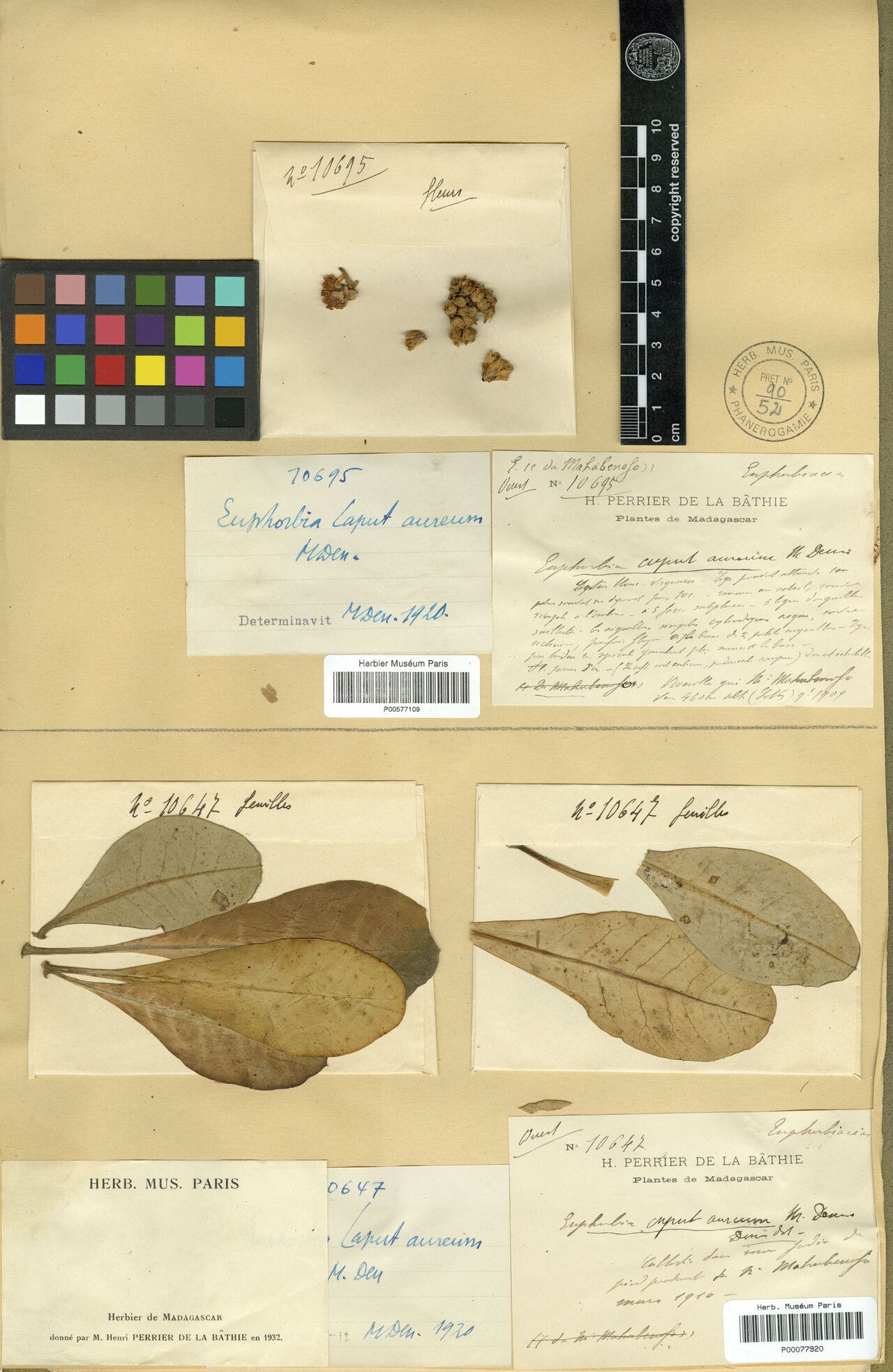 Euphorbia caput-aureum — houseplant care guide