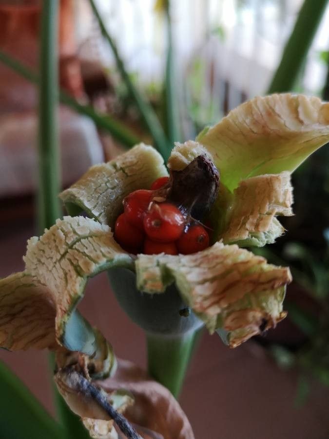 Alocasia odora fruit