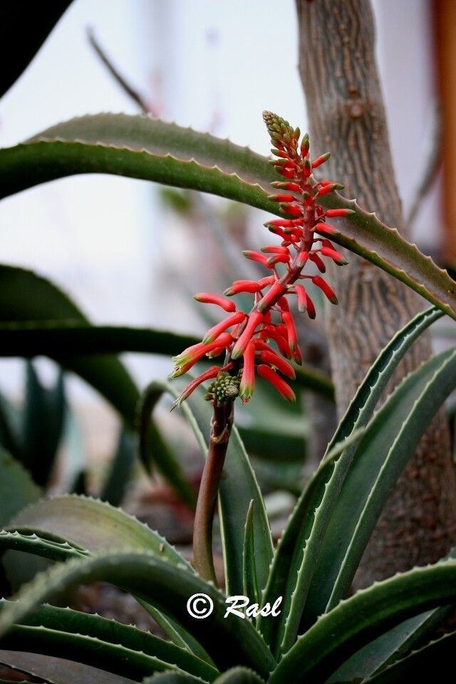 Aloe megalocarpa — houseplant care guide