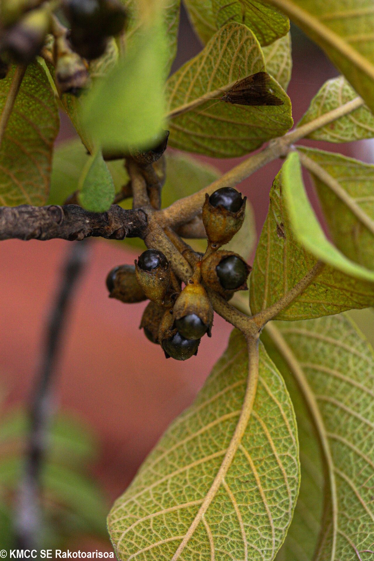 Vitex pachyclada fruit