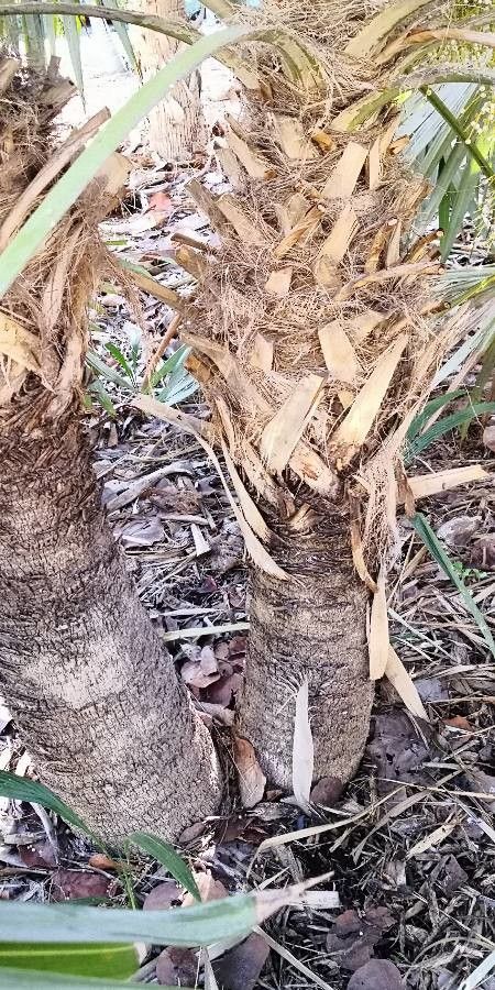 Leucothrinax morrisii bark