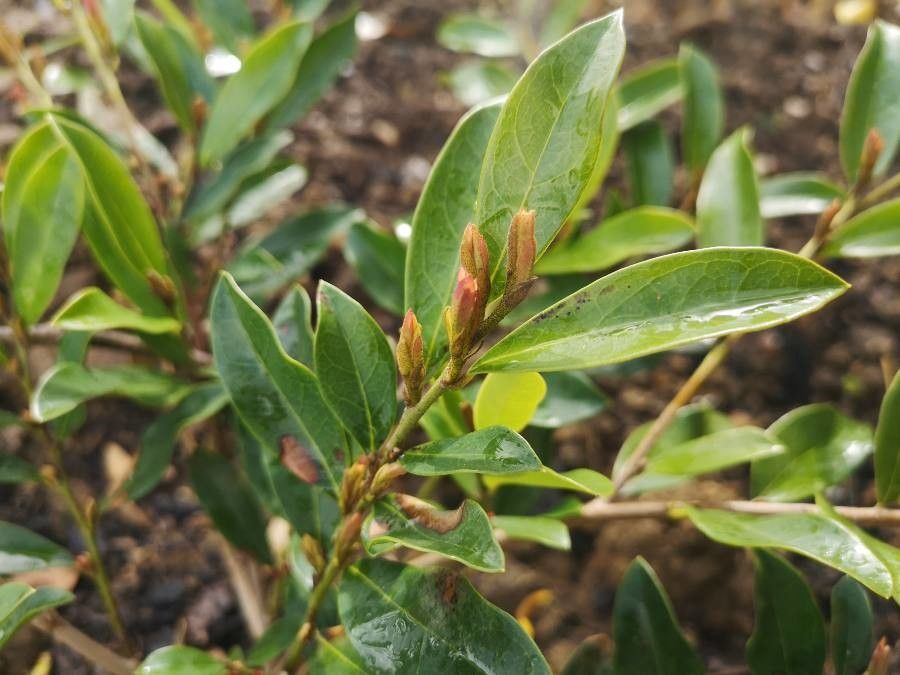 Distylium racemosum flower