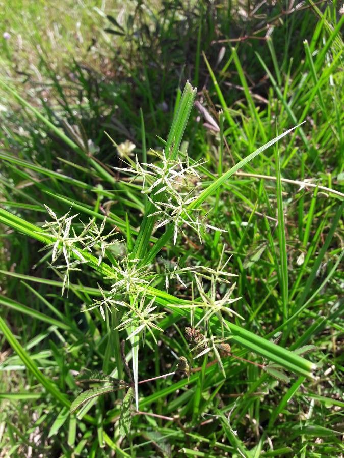 Cyperus sphacelatus habit
