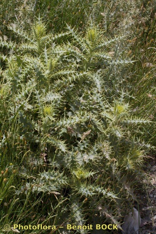 Cirsium chrysacanthum habit