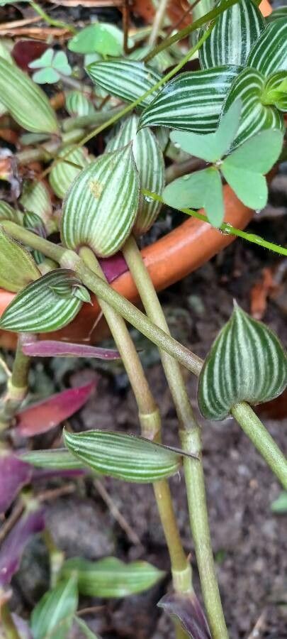 Callisia gentlei bark