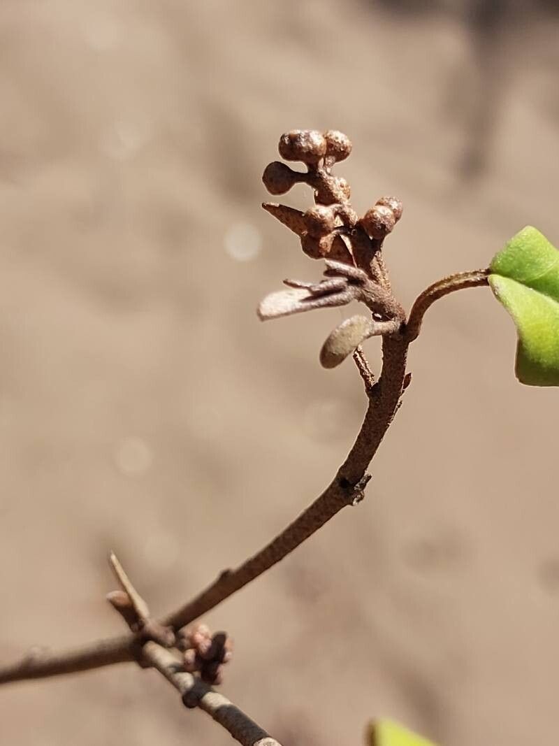 Croton bernieri fruit