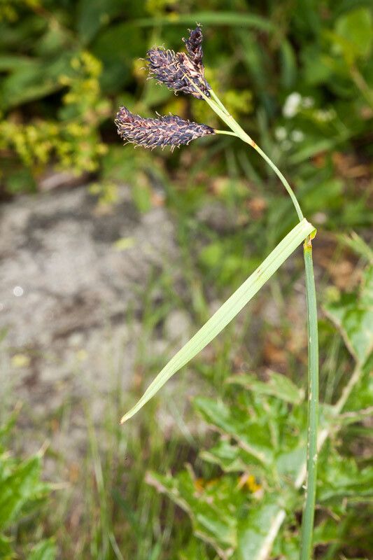 Carex atrata — search result for 'Iceland'