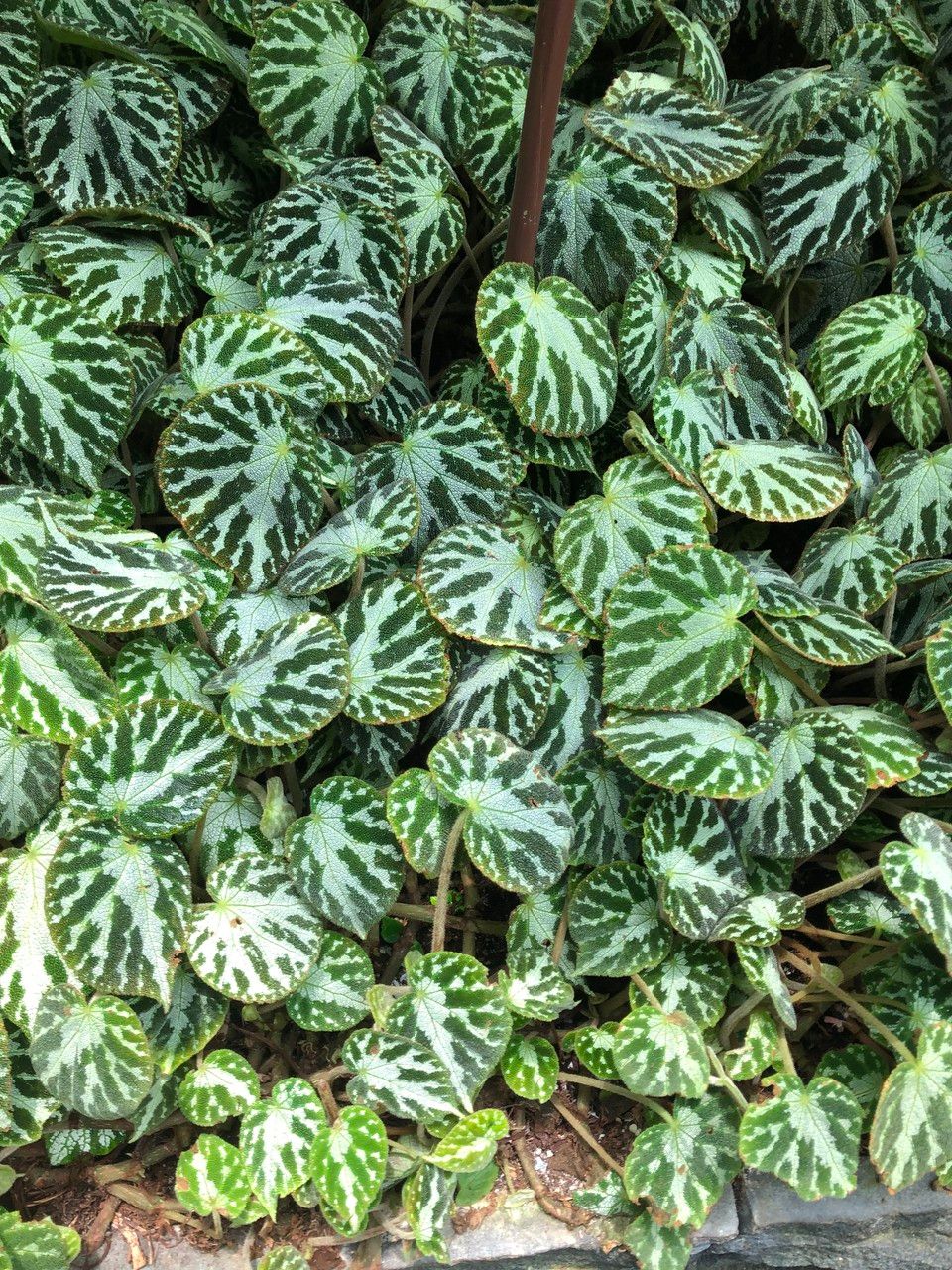 Begonia imperialis habit