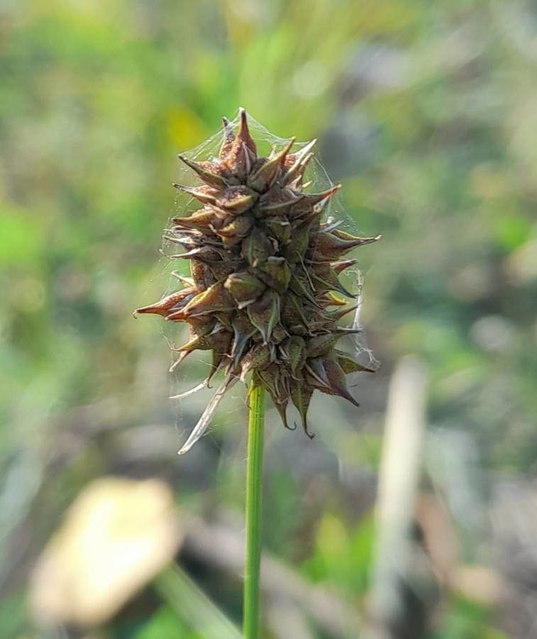 Carex bonariensis fruit