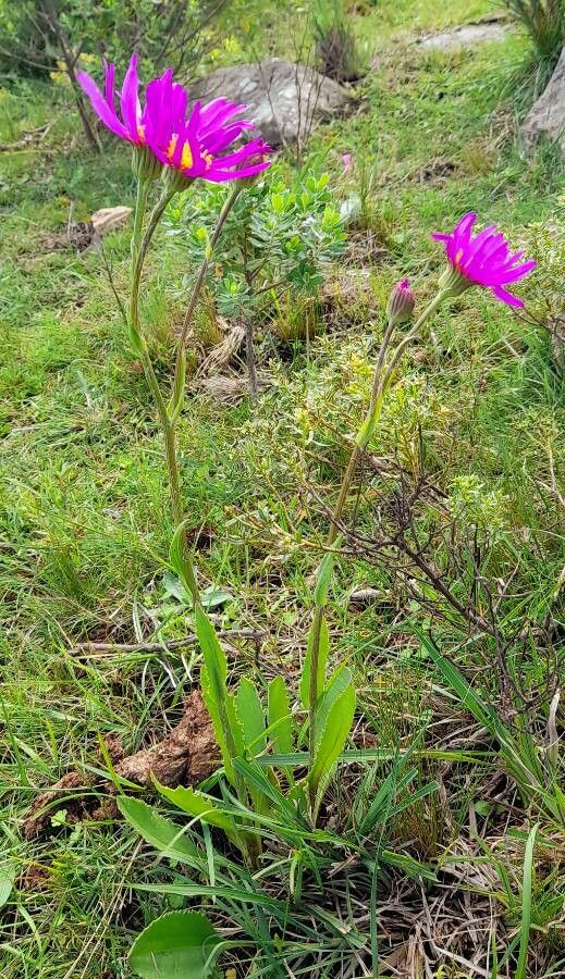 Senecio pulcher habit