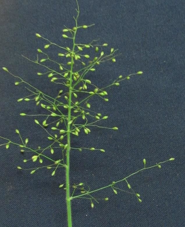 Panicum schwackeanum — houseplant care guide