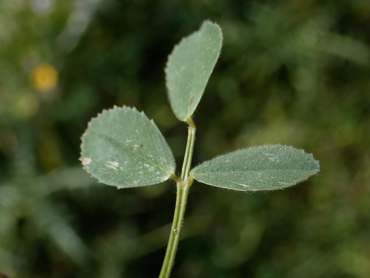 Medicago truncatula leaf