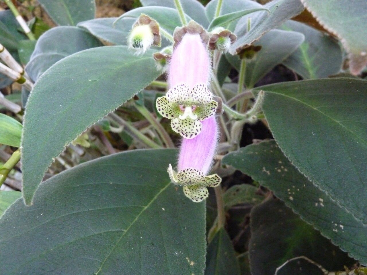 Kohleria warszewiczii flower