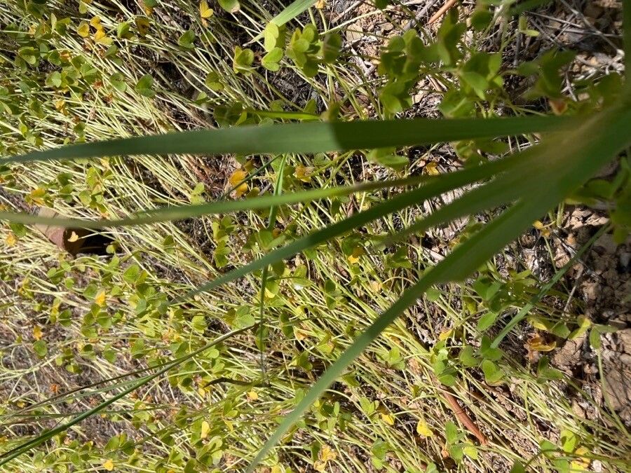 Gladiolus illyricus — search result for 'Gladiolus'