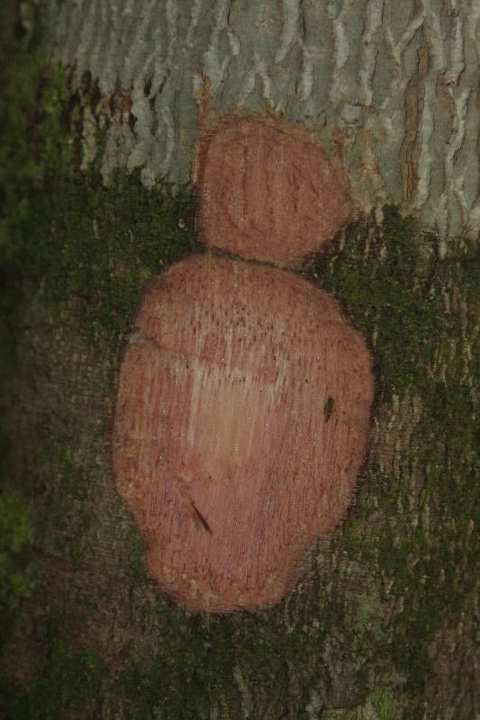 Caraipa densifolia other