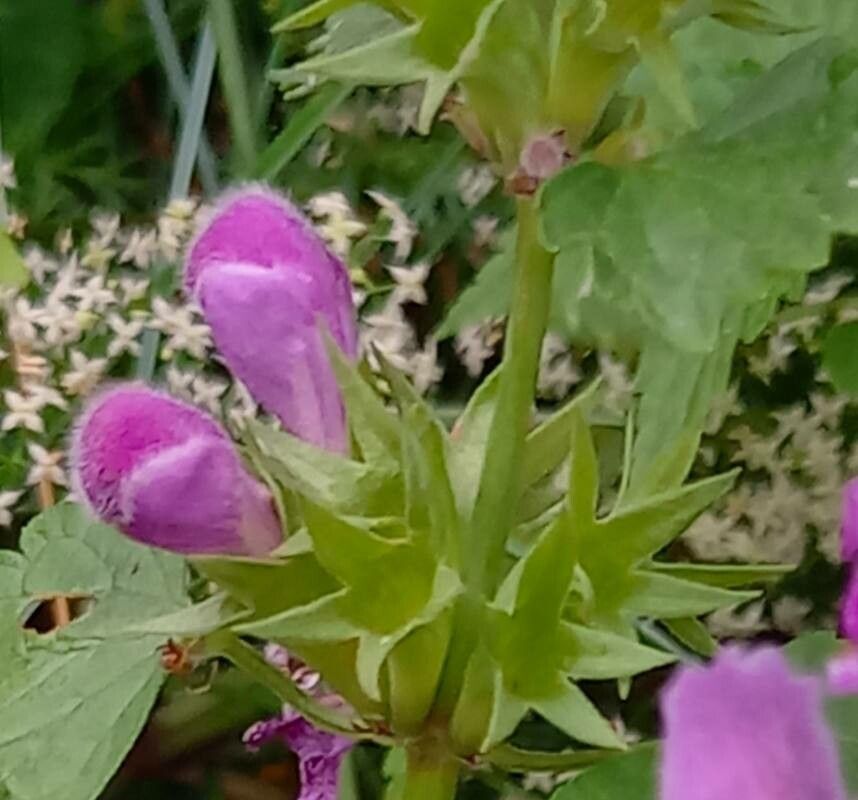Lamium garganicum fruit