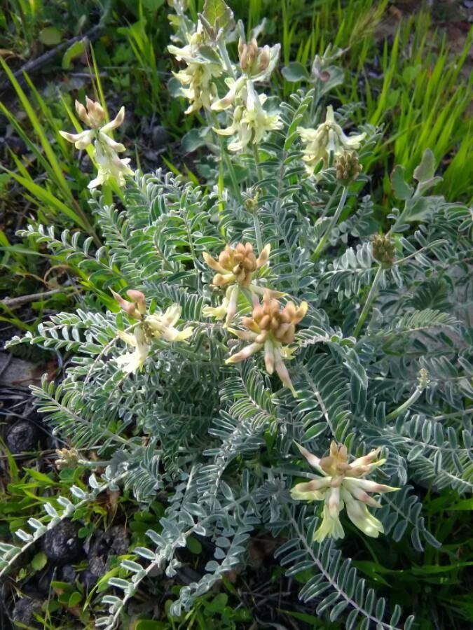 Astragalus miguelensis leaf