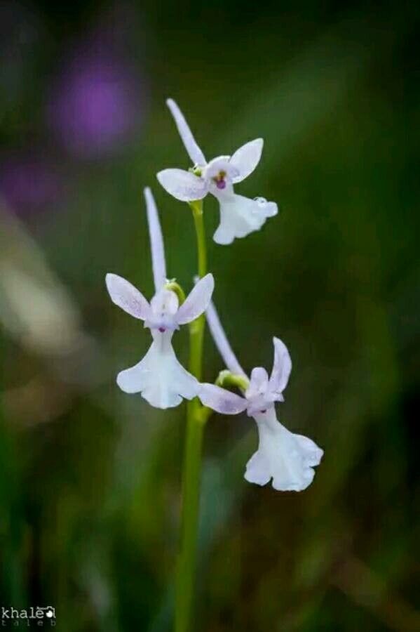 Orchis anatolica flower