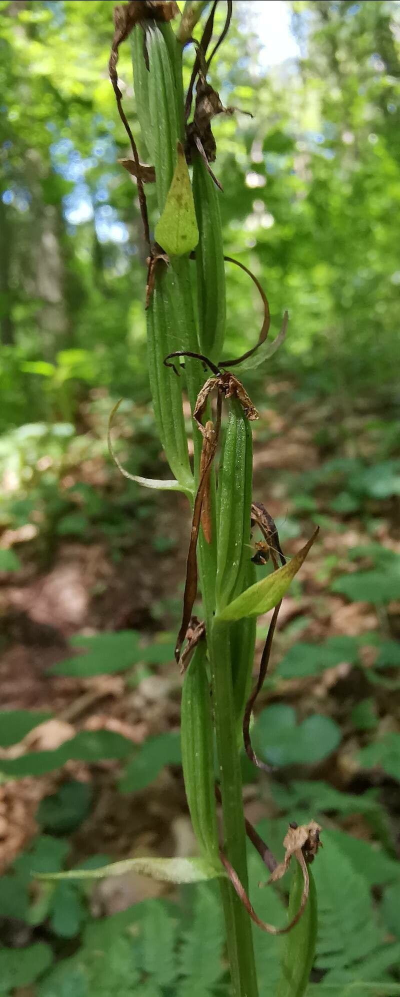 Platanthera chlorantha fruit