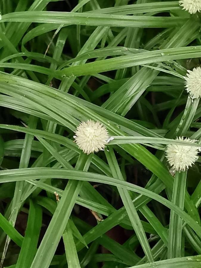 Calamagrostis varia flower
