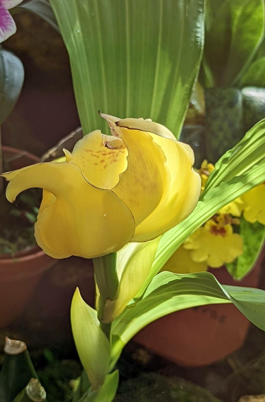 Anguloa cliftonii flower