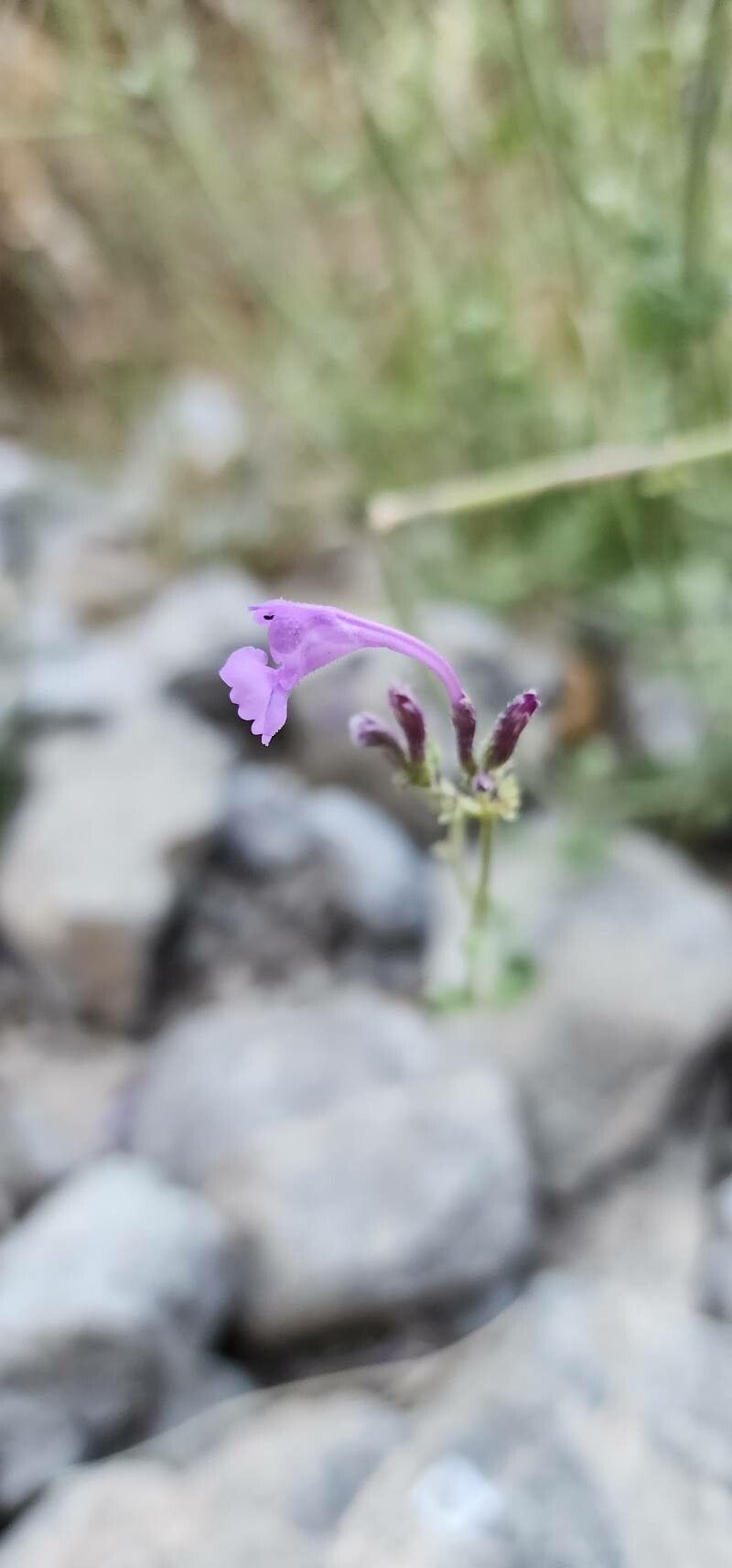 Nepeta macrosiphon flower