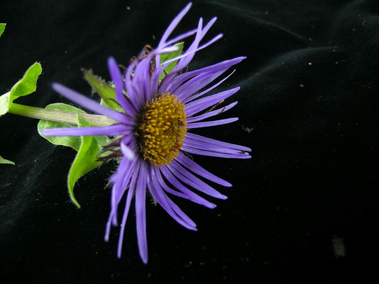 Aster barbellatus habit