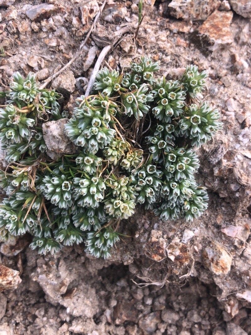 Scleranthus perennis — related species from the same genus