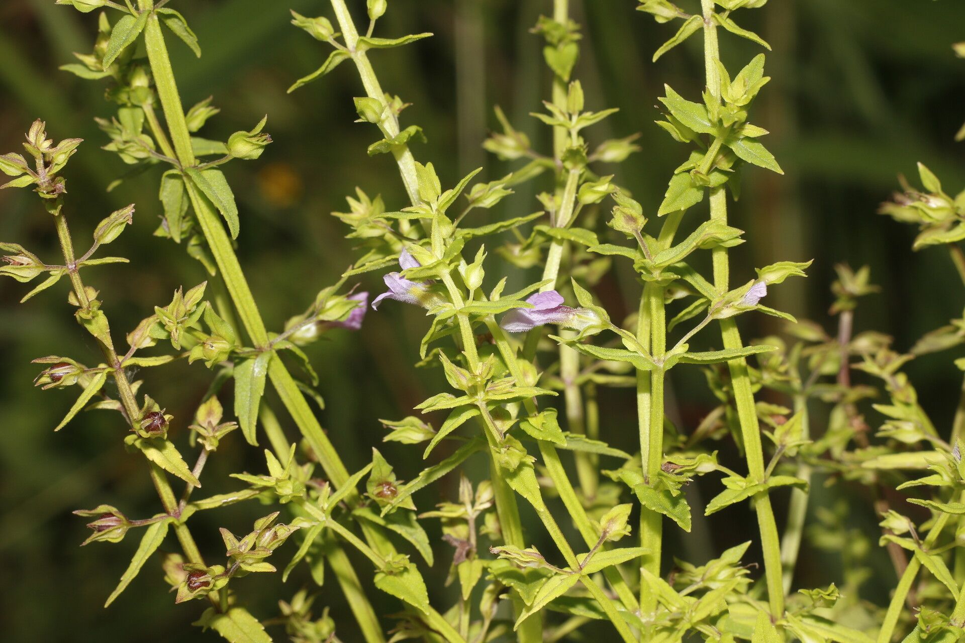 Bacopa laxiflora flower