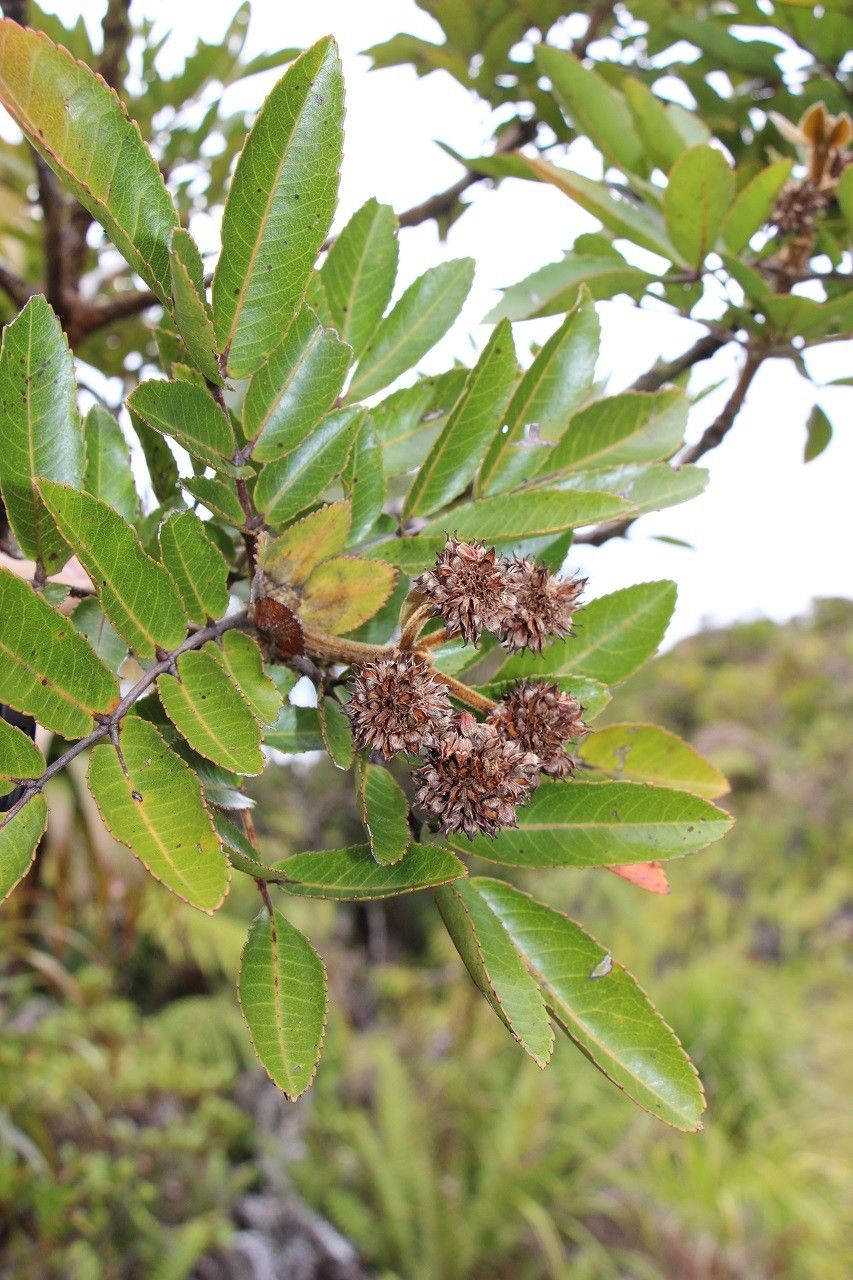 Pancheria mcphersonii habit