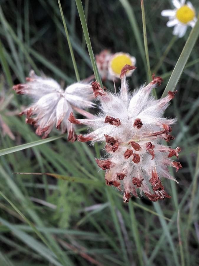 Anthyllis vulneraria fruit