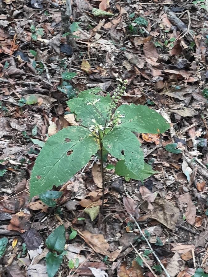 Collinsonia canadensis habit