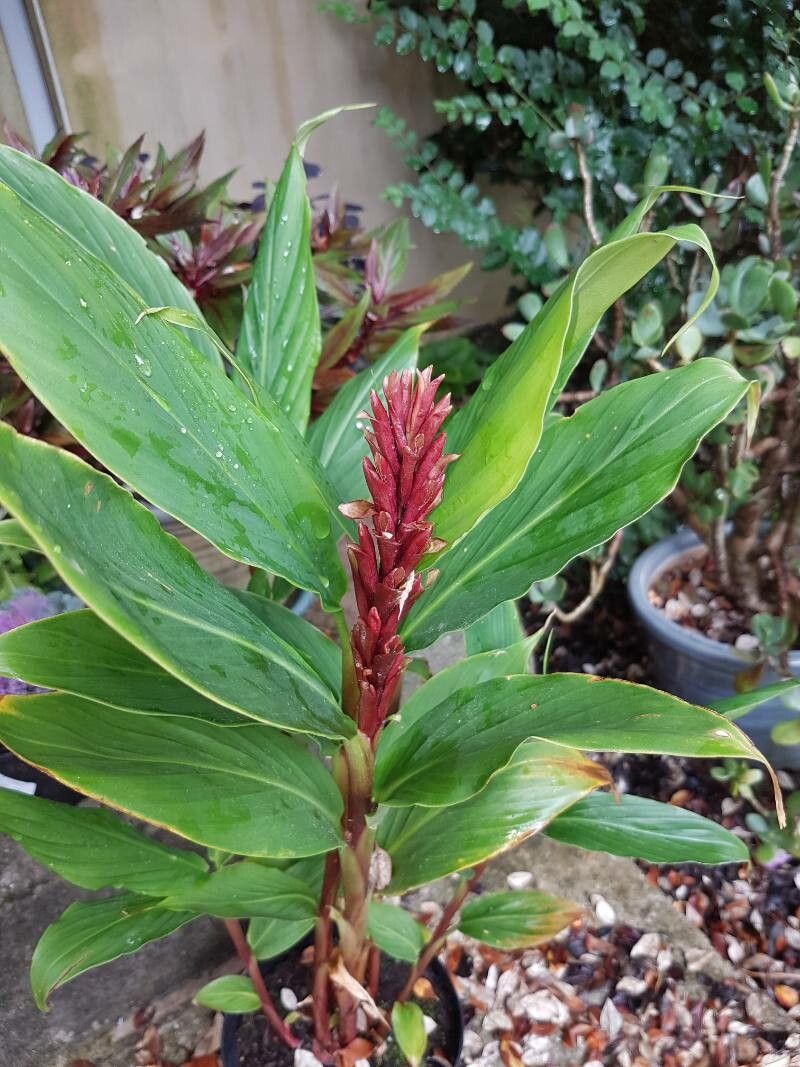 Cautleya spicata — search result for 'Zingiberaceae'