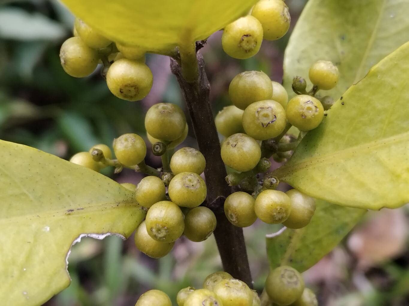 Danais cernua fruit