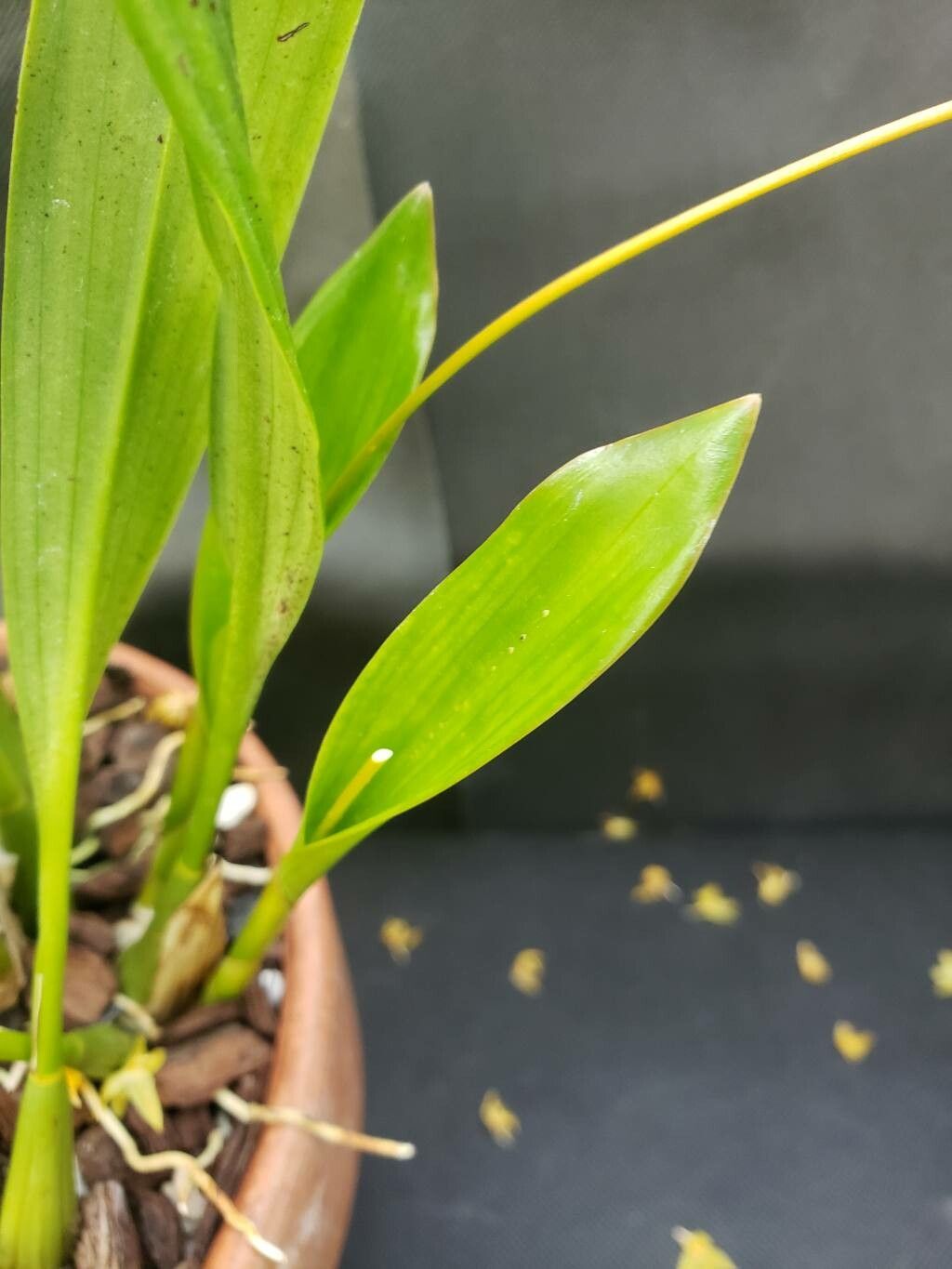 Coelogyne abbreviata — related species from the same genus