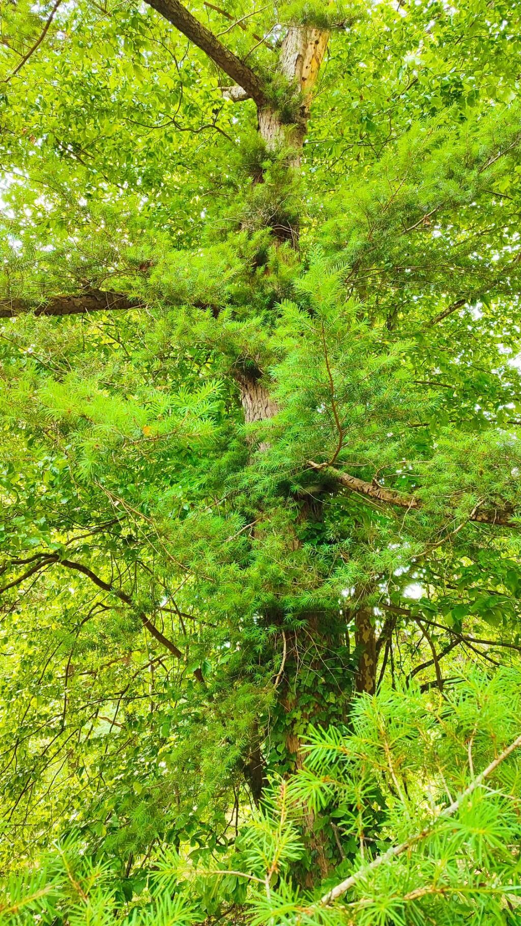 Pseudotsuga japonica habit