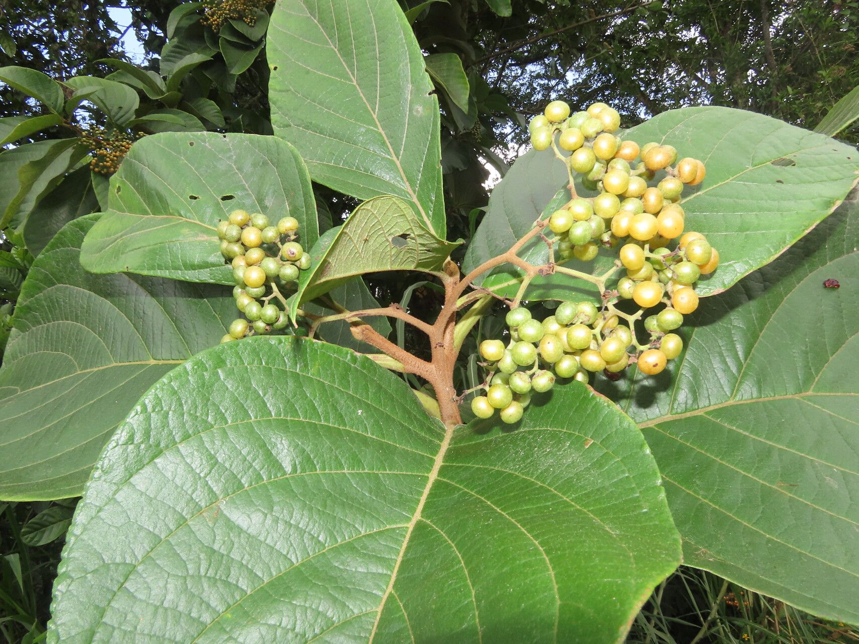 Cordia cymosa — houseplant care guide