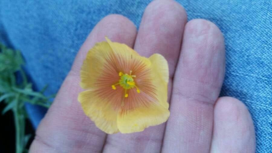 Linum rigidum flower