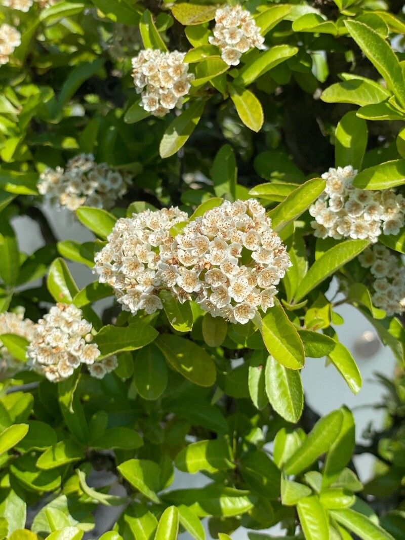 Pyracantha angustifolia flower