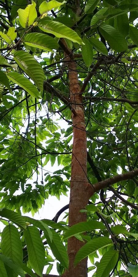 Shorea wangtianshuea habit