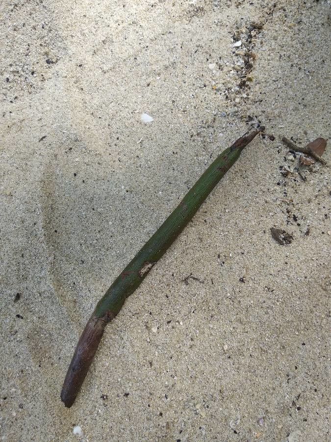 Rhizophora mangle fruit