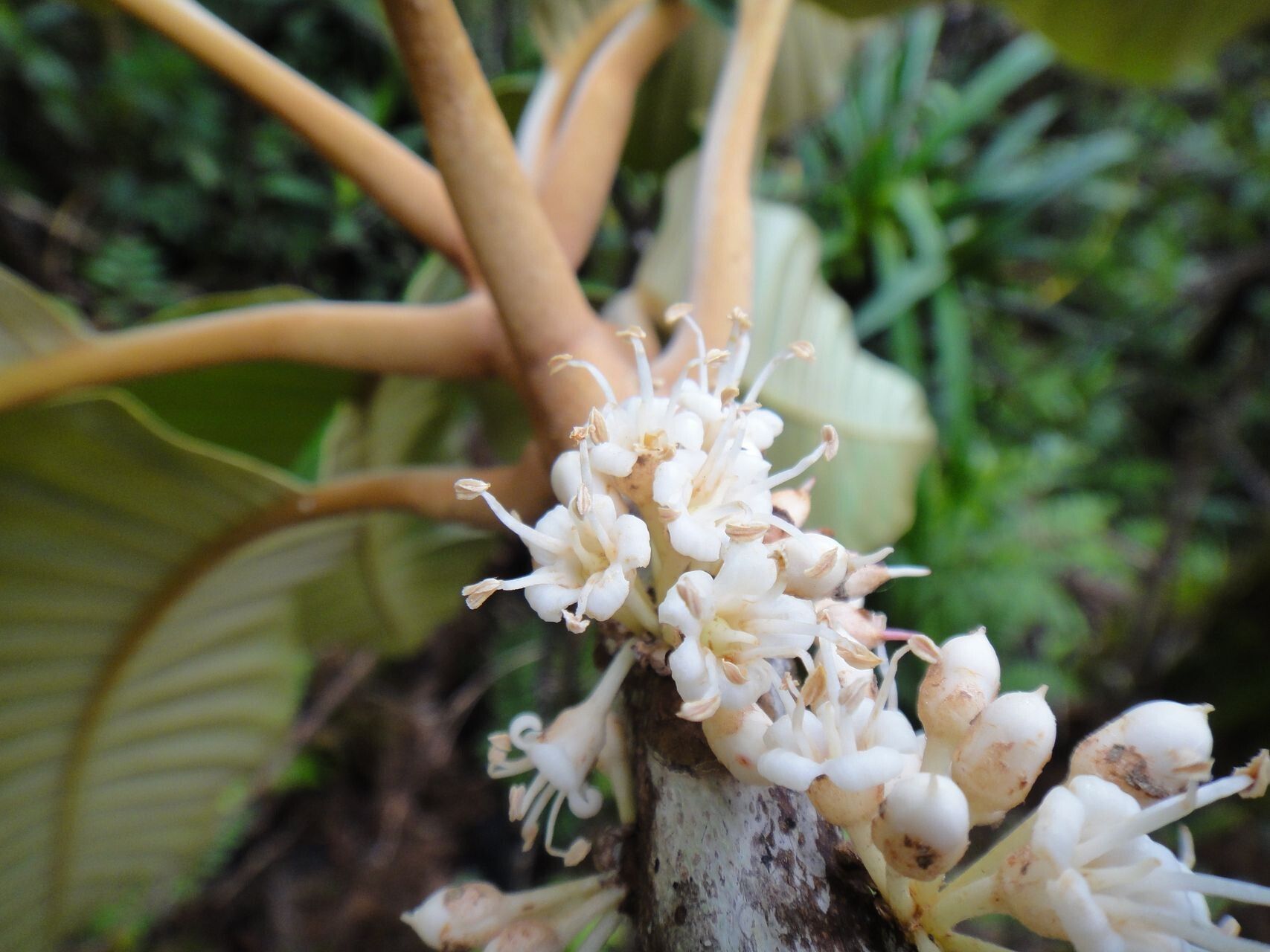 Pycnandra balansae flower