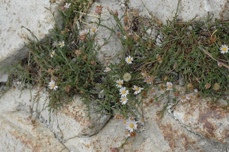 Erigeron elmeri habit