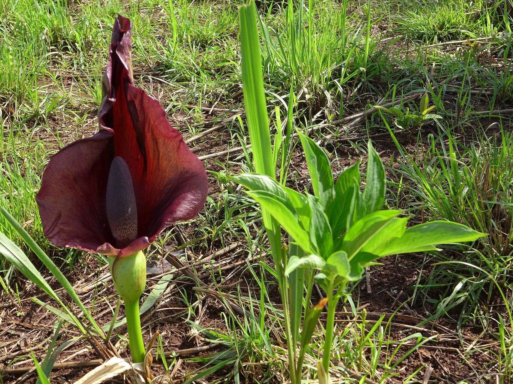 Amorphophallus abyssinicus flower