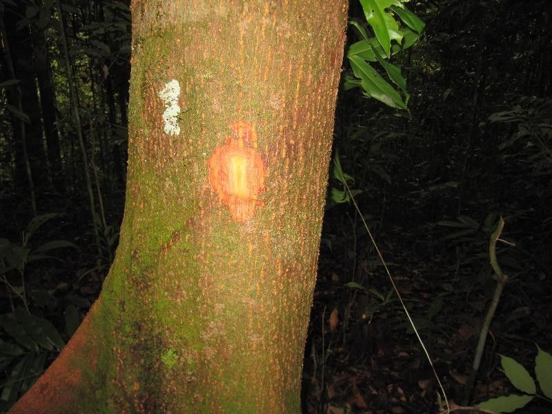 Tapirira obtusa other