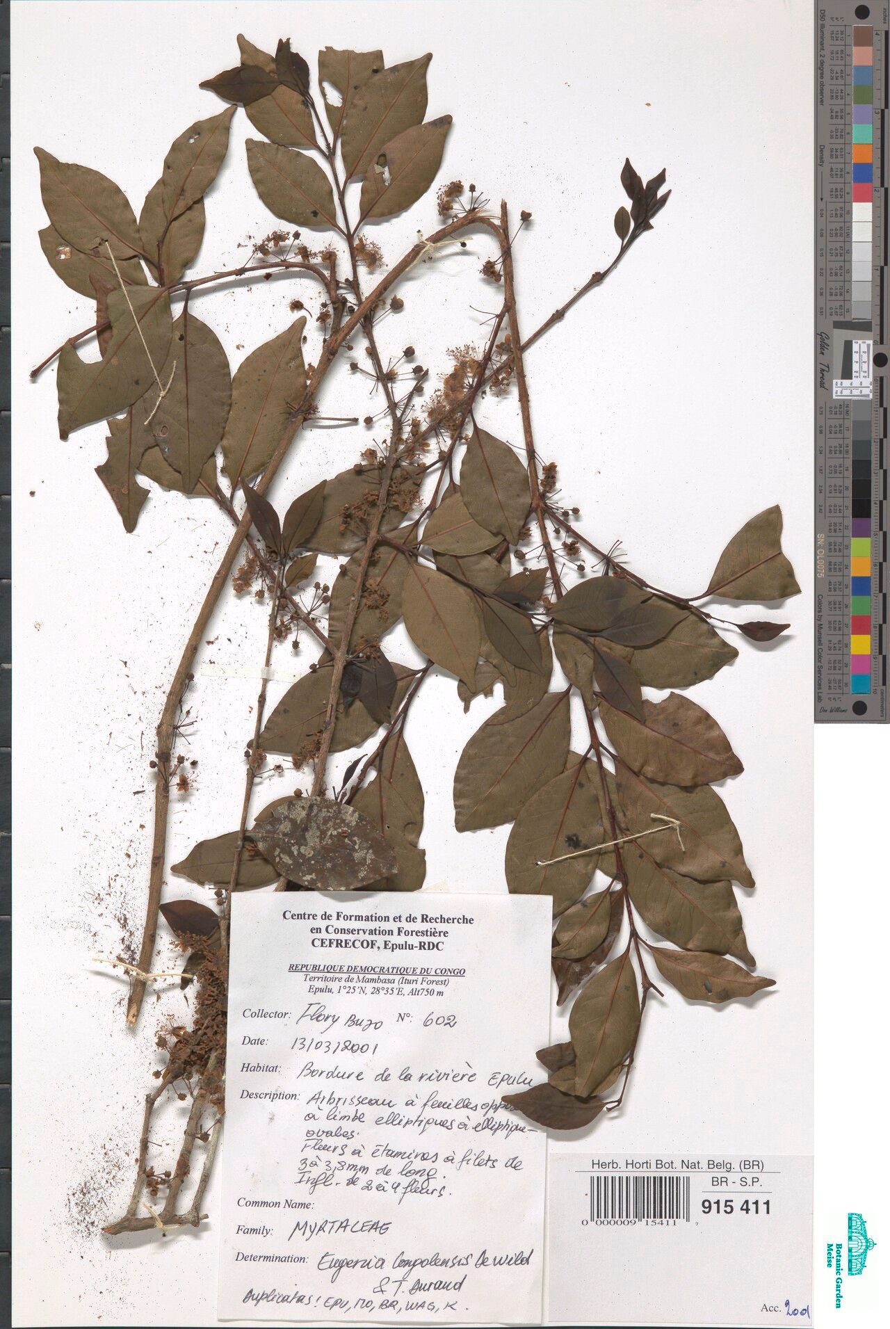 Eugenia congolensis — houseplant care guide